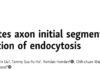 NuMA1 promotes axon initial segment assembly through inhibition of endocytosis